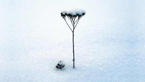 лезвие, стебель, снег, зима, соцветие, сухой