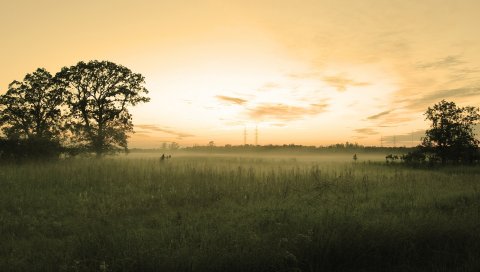поле , деревья, вечер, дымка, небо, пастель