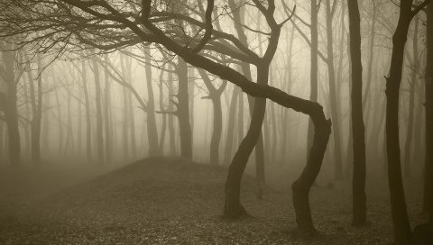 деревья, лес, туман, мрачные, стволы, отводы, матовость, тусклость