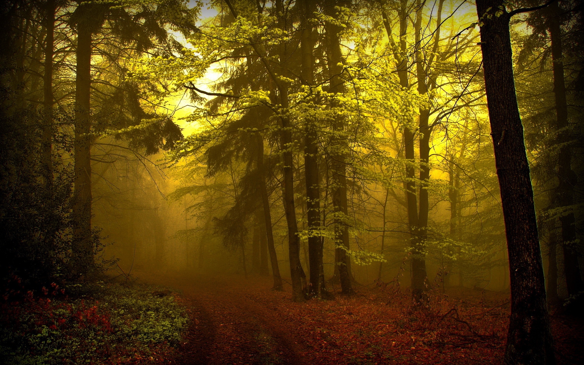 Картинки лес, дорожка, дымка, туман, деревья, подрост, таинственное фото и обои на рабочий стол