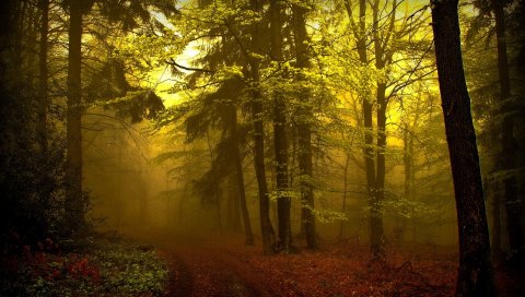 лес, дорожка, дымка, туман, деревья, подрост, таинственное