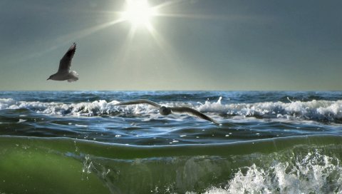 птица, море, солнце, волны, свет, чайки, брызги, день