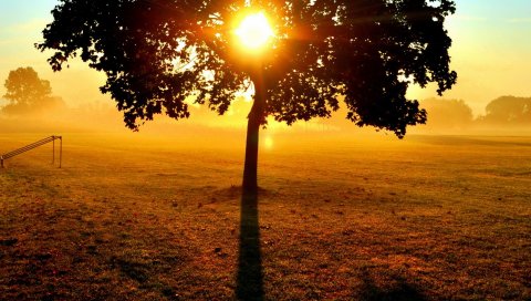 солнце, дерево, ветви , свет, поле, ворота, вечер, закат