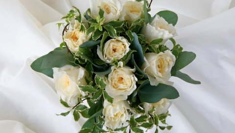 розы, цветы, цветы, плющ, дизайн