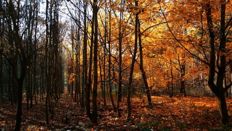 Дерево, молодой рост, осень, листья, деревья, голый, октябрь