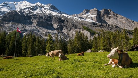 Швейцария, горы, коровы, луг, трава, вершины