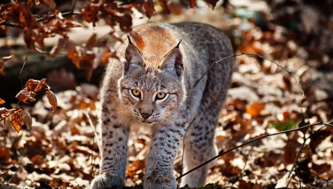 Кошка, листья, рысь, осень