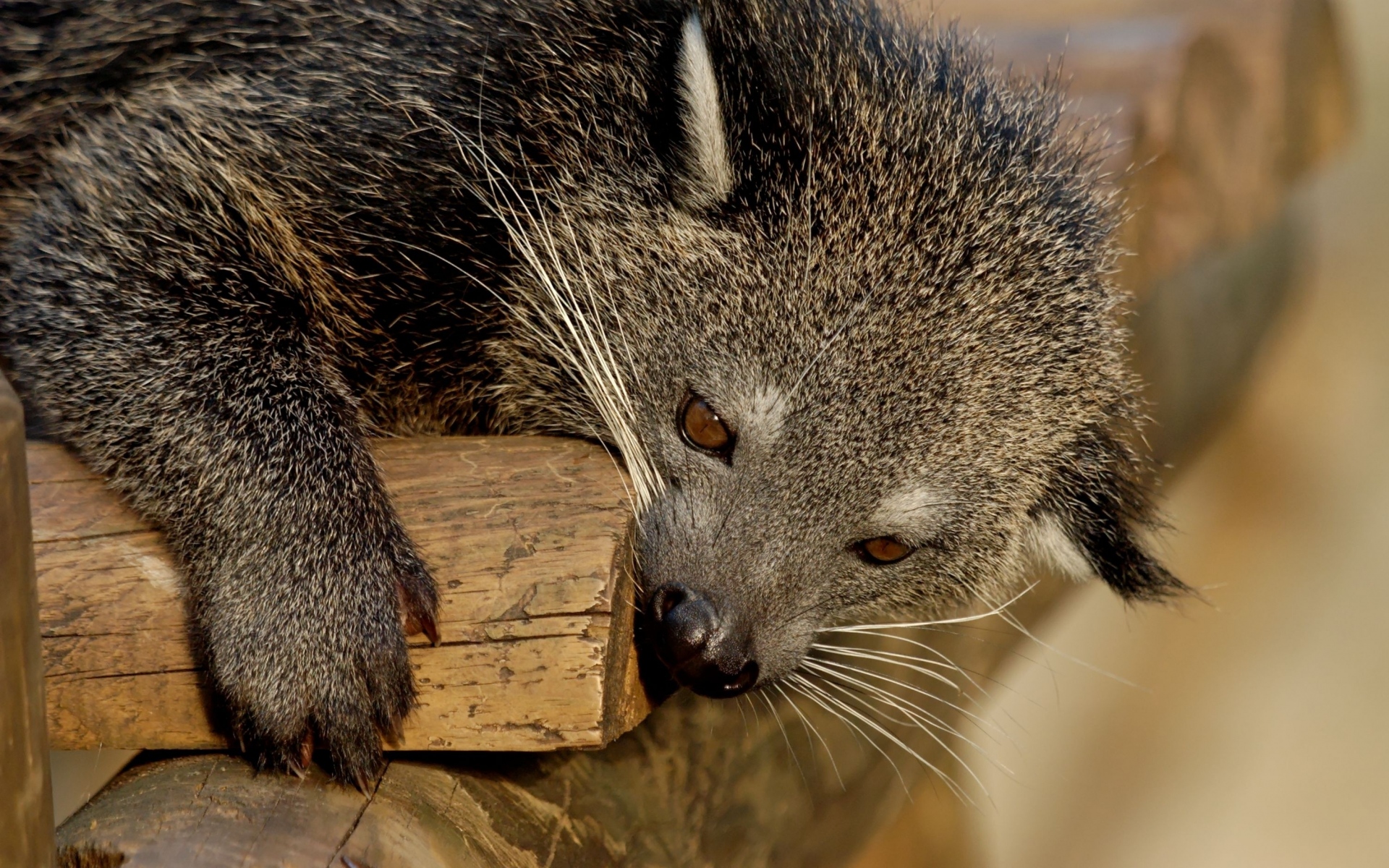 Картинки Binturong, хищник, морда, кусание фото и обои на рабочий стол