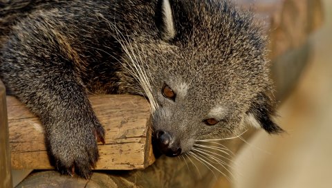 Binturong, хищник, морда, кусание