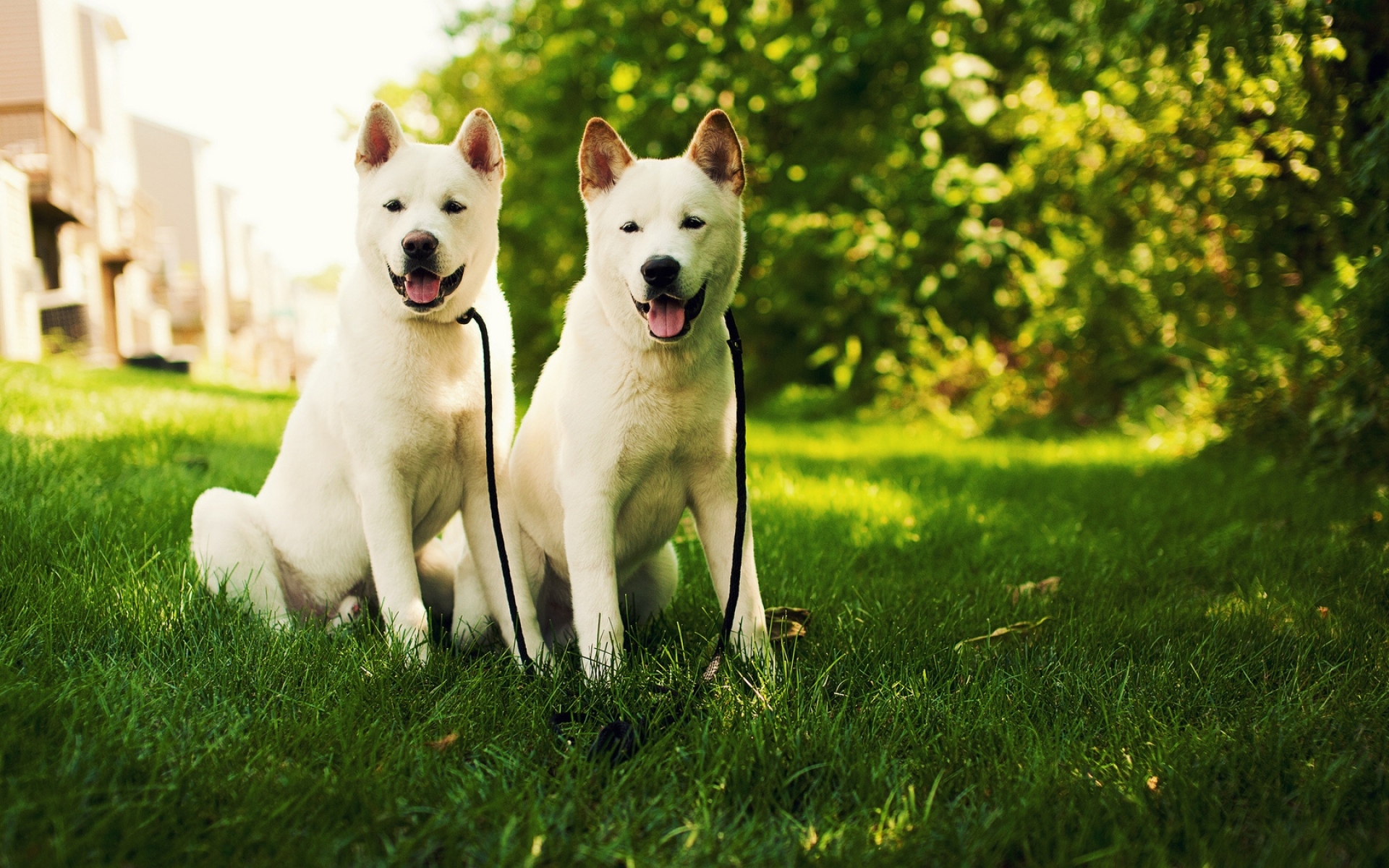 Картинки Akita inu, трава, собака, пара фото и обои на рабочий стол
