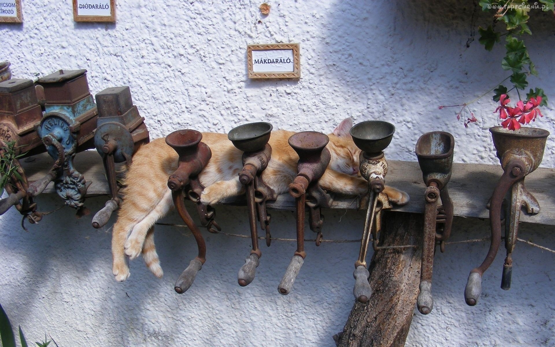 Картинки Кошка, мясорубка, вниз, металл фото и обои на рабочий стол