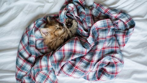Котенок, пушистая, спальная рубашка, кровать