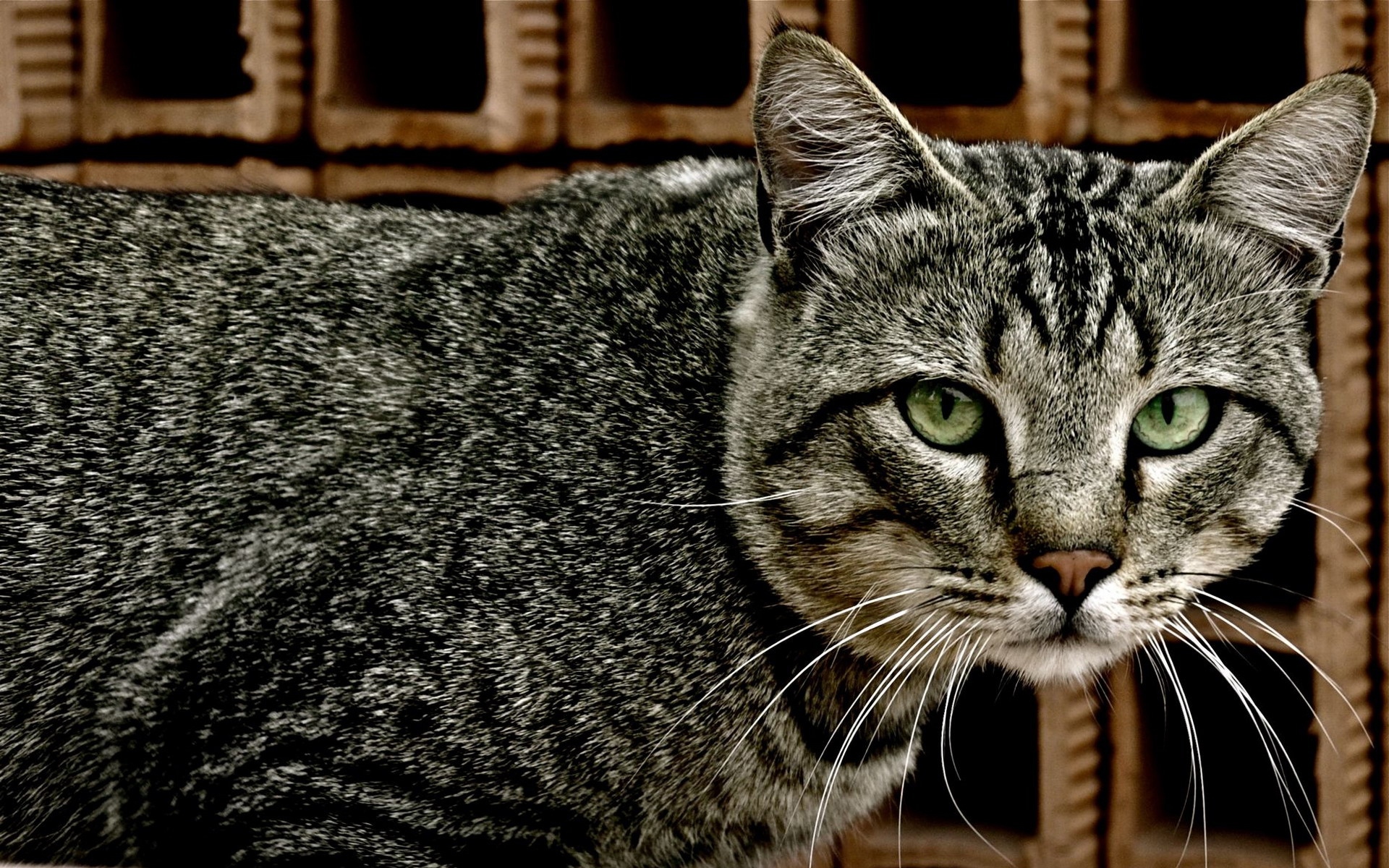 Картинки Кошка, табби, глаза, ложь фото и обои на рабочий стол