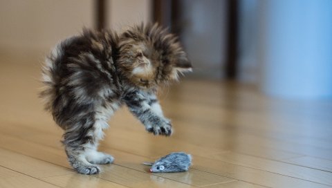 Котенок, пушистый, игрушка, мышь