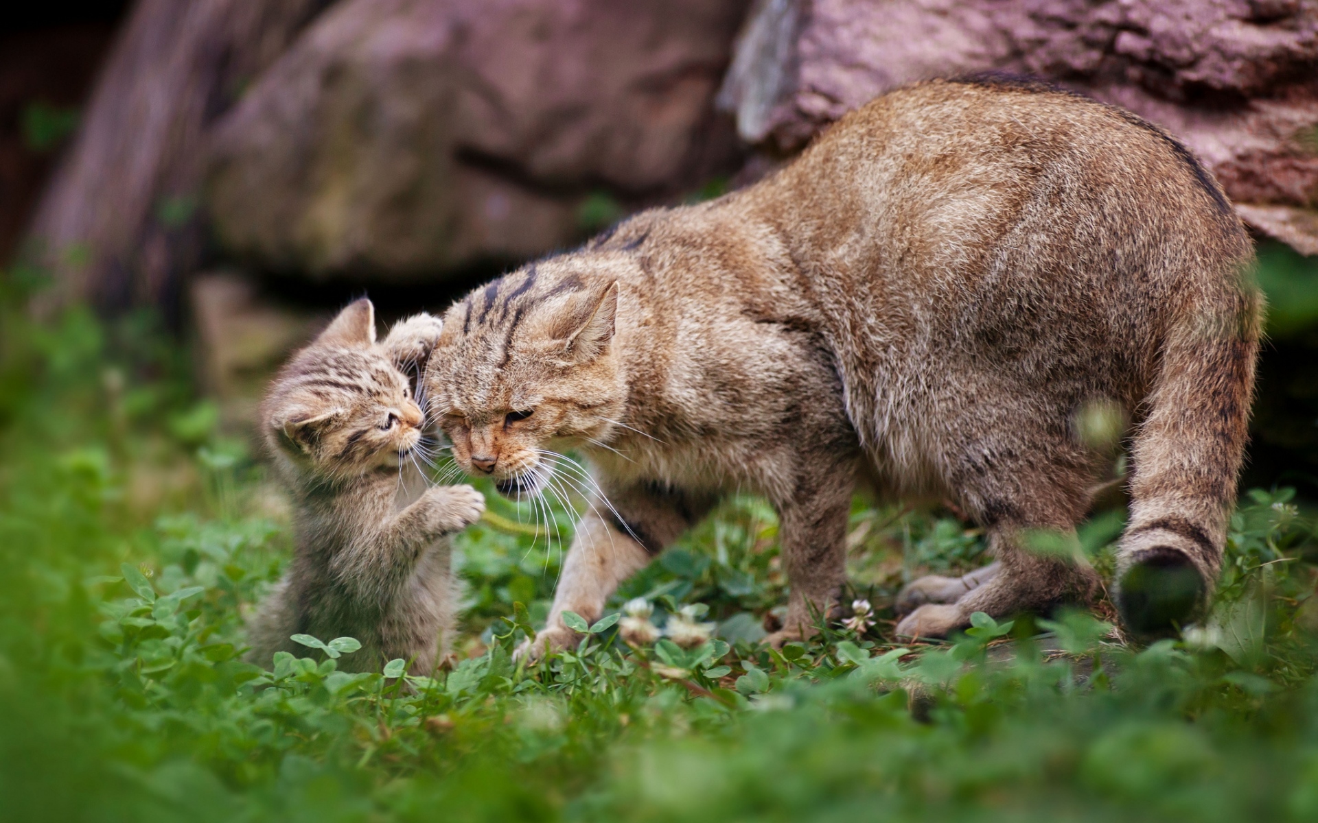 Картинки Кошки, котенок, кошка, пара, детеныш, игривый, заботливый фото и обои на рабочий стол