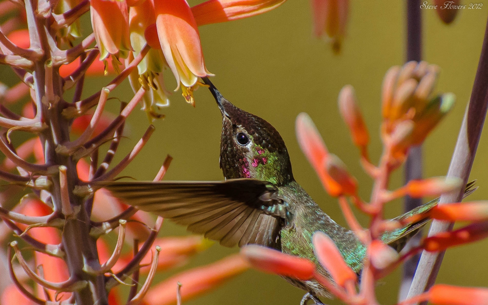 Картинки Hummingbirds, веточка, цветок, птица, полет фото и обои на рабочий стол