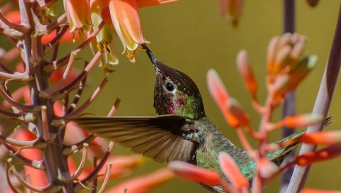 Hummingbirds, веточка, цветок, птица, полет