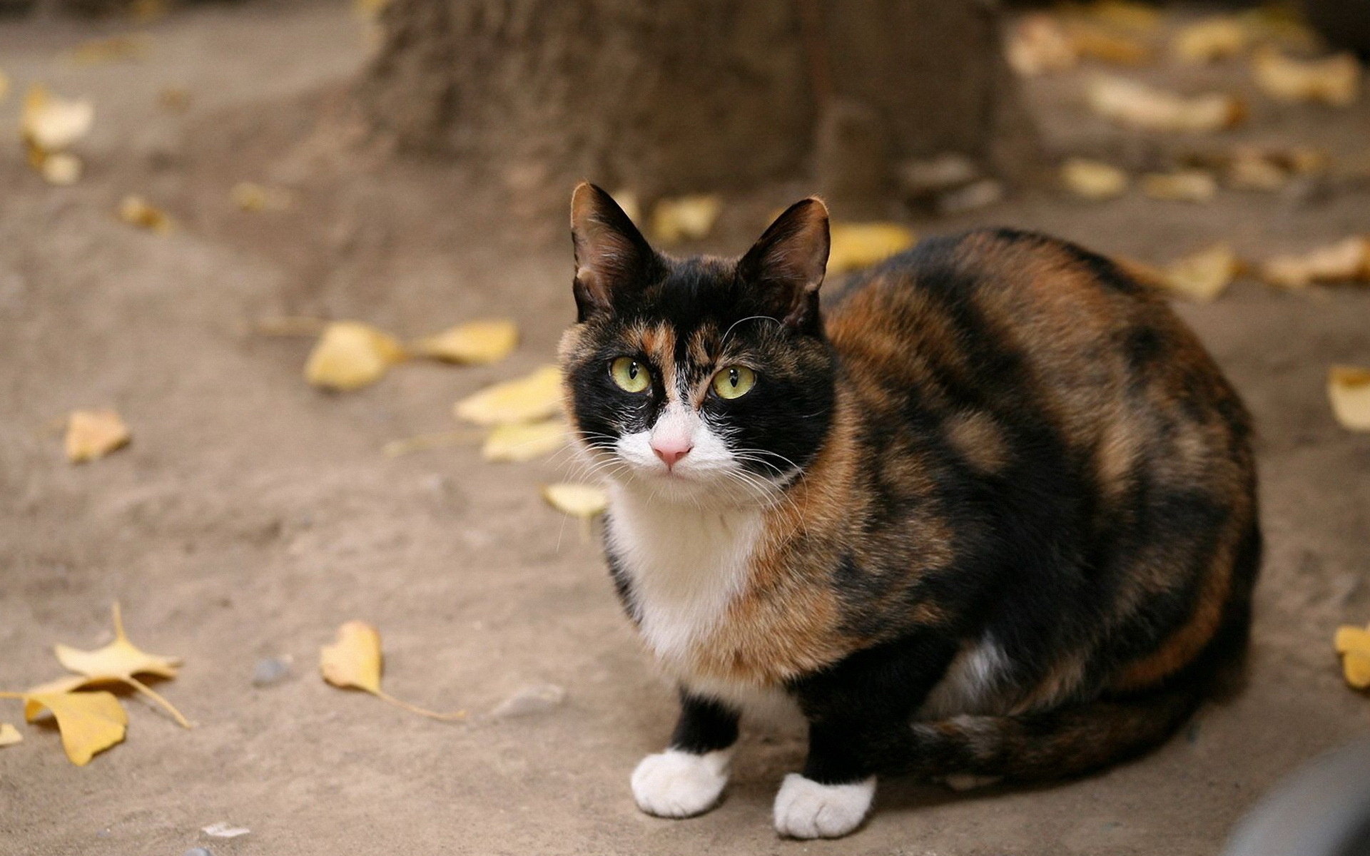 Картинки Кошка, пятнистая, листья, осень фото и обои на рабочий стол