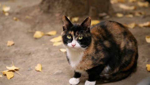 Кошка, пятнистая, листья, осень