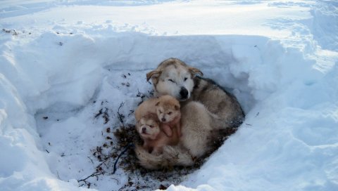 Собаки, щенки, снег, грязь, уход, бездомные