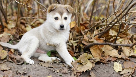 Щенок, листья, осень, игривый