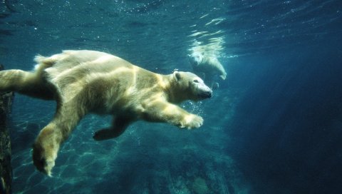 Полярный медведь, плавать, под водой