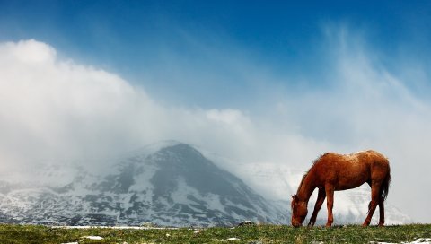 Лошадь, горы, снег, вершины, небо, туман, прогулка