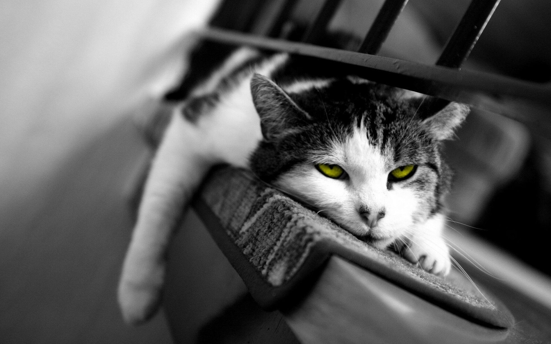 Картинки Кошка, вниз, сонная, усталая, черно-белая фото и обои на рабочий стол