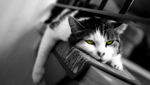 Кошка, вниз, сонная, усталая, черно-белая