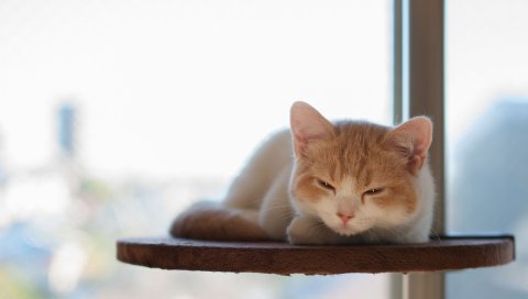 Кошка, полка, ложь, взгляд