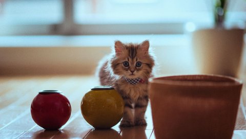 Кот, горшок, паркет, сидеть, пушистый