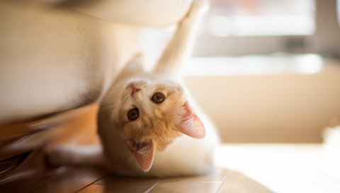 Котенок, ложь, паркет, игривый