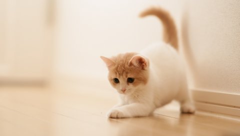 Котенок, игривый, паркет