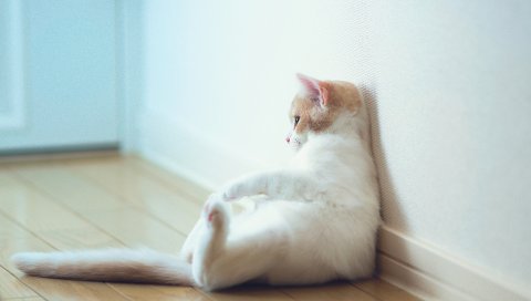 Кошка, сидя, толстая, стена