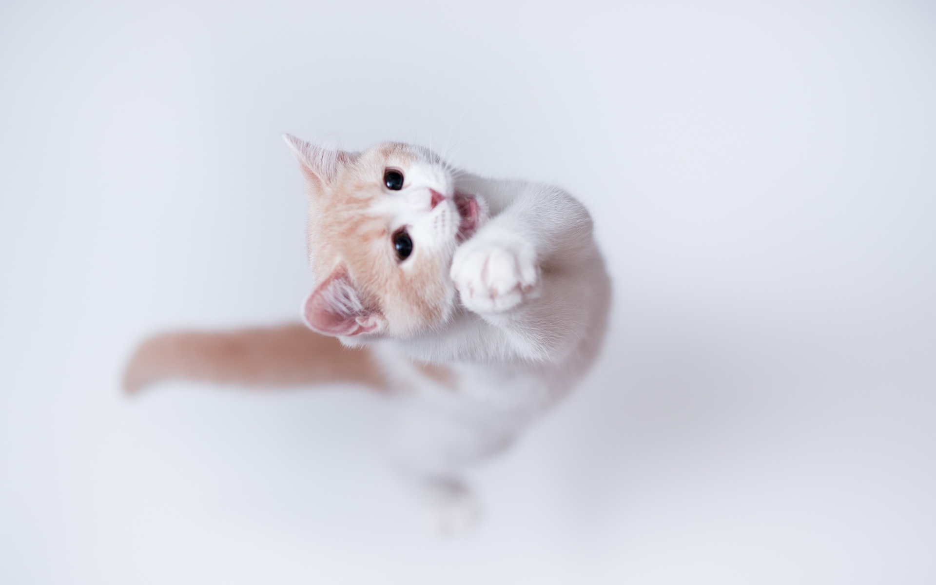 Картинки Кошка, игривая, прыгать фото и обои на рабочий стол