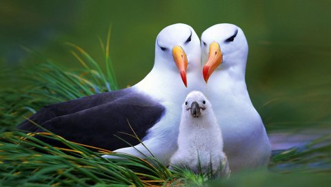Птица, гнездо, птенец, клюв