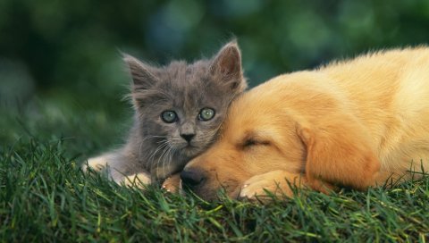 Котенок, щенок, пара, вниз, мечта