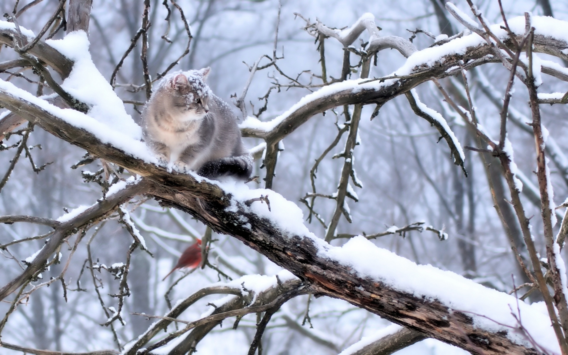 Картинки Кот, ветка, дерево, снег, зима фото и обои на рабочий стол