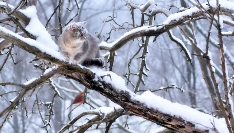 Кот, ветка, дерево, снег, зима