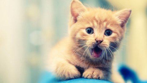 Котенок, открытый рот, лицо, малыш, красивый
