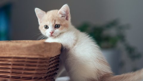Котенок, корзина, мальчик, любопытство