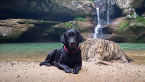 Собака, лабрадор, черный, вниз, песок, водопад