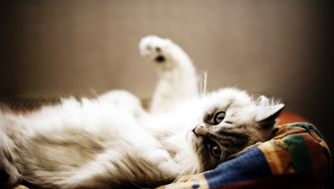 Кошка, пушистая, игривая, ложь