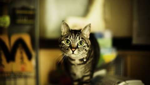 Кошка, глаза, большие глаза, опасность