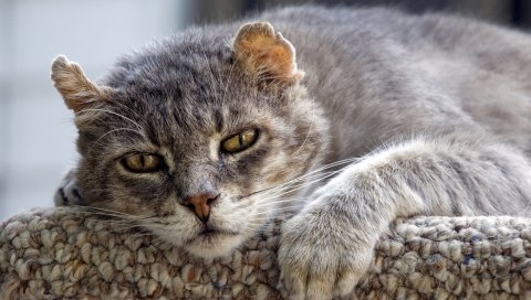 Кошка, лицо, старое, грустное