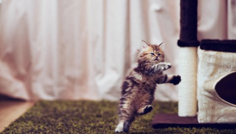 Котенок, ковер, игривый, бег, комната