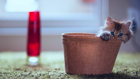 Котенок, плантаторы, лампа, скрыть, игривый, пушистый