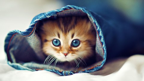 Котенок, джинсы, лицо, пушистый, скрыть