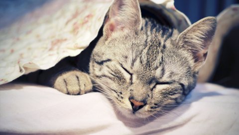 Кошка, лицо, ложь, сон, комфорт
