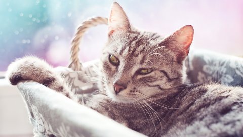 Кошка, вниз, лицо, размытие